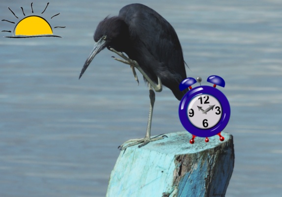 early bird early bird